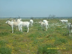Addax nasomaculatus