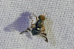 Rhagoletis cingulata