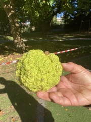 Maclura