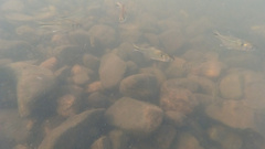 Bryconamericus iheringii