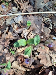 Pulmonaria officinalis