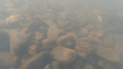 Bryconamericus iheringii