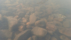 Bryconamericus iheringii