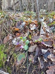 Pulmonaria officinalis
