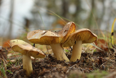 Tricholoma frondosae