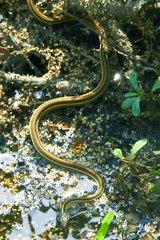 Thamnophis proximus orarius