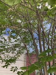 Cardinalis cardinalis image