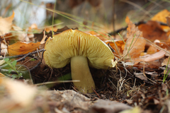 Tricholoma frondosae