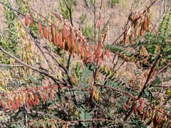 Astragalus trichopodus antisellii