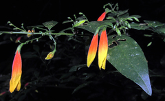 Justicia floribunda
