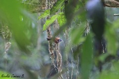 Cantorchilus nigricapillus