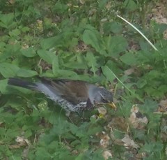 Turdus pilaris
