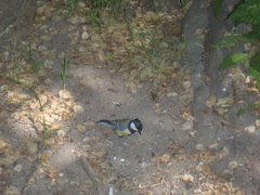 Parus major
