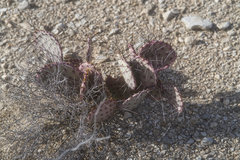 Opuntia azurea diplopurpurea