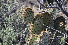 Opuntia chlorotica