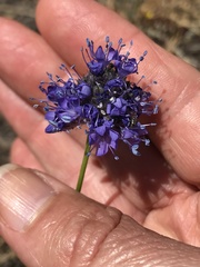 Gilia capitata chamissonis