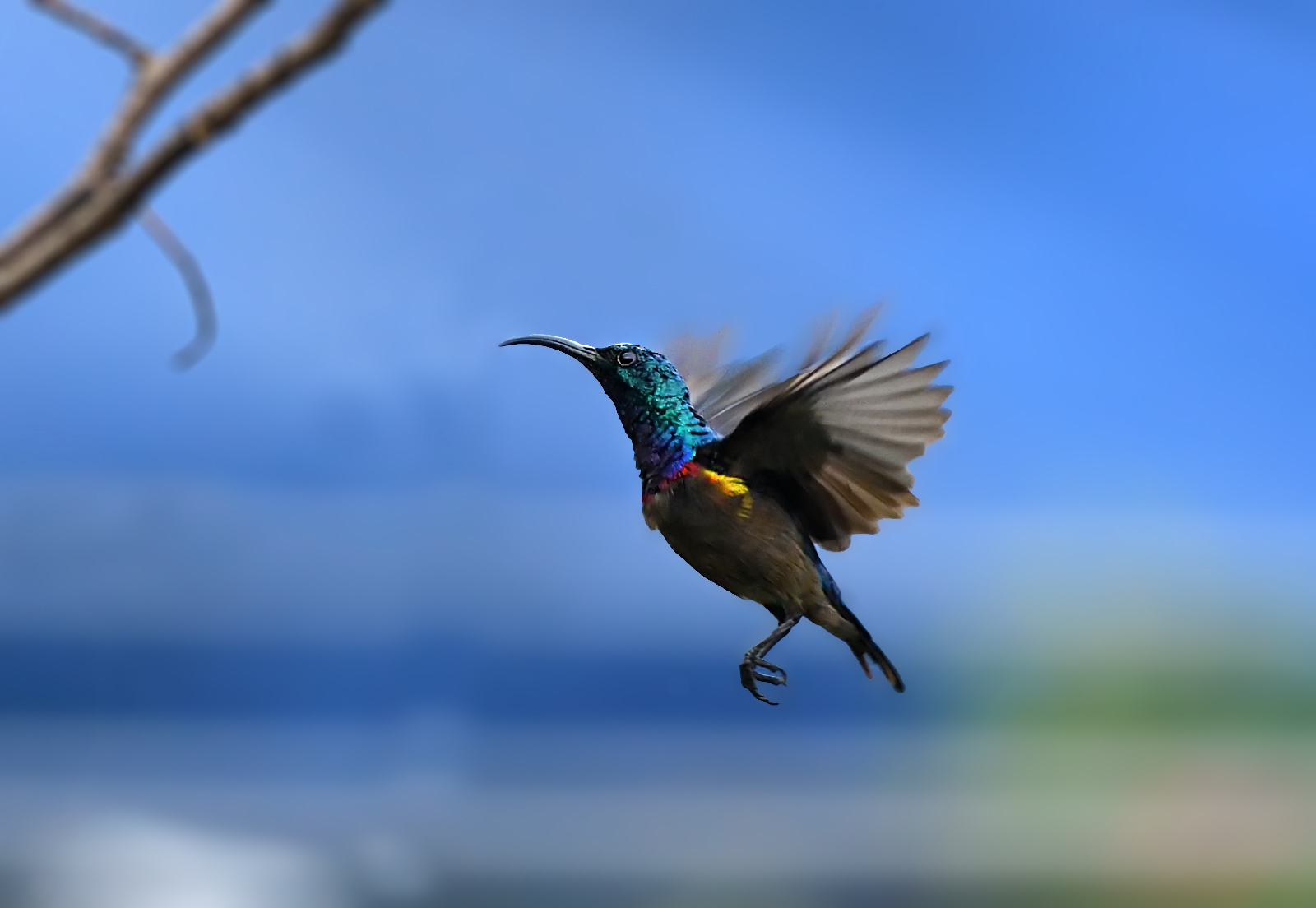 Loten's Sunbird illustration