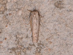 Haplochrois bipunctella