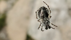 Aculepeira carbonarioides