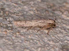 Haplochrois bipunctella