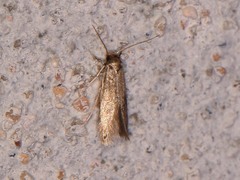 Phaeoses sabinella