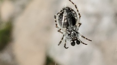 Aculepeira carbonarioides