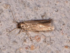 Phaeoses sabinella