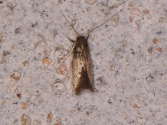 Phaeoses sabinella