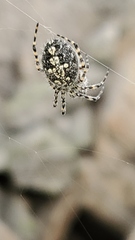 Aculepeira carbonarioides