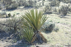 Yucca schidigera