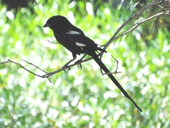 Lanius melanoleucus melanoleucus
