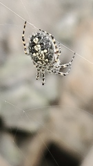 Aculepeira carbonarioides