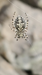 Aculepeira carbonarioides