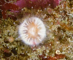 Caryophyllia smithii