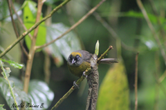 Mitrospingus cassinii