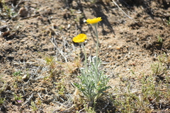 Baileya pleniradiata