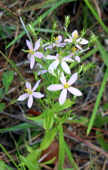 Sabatia brachiata