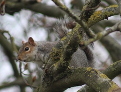 Sciurus carolinensis