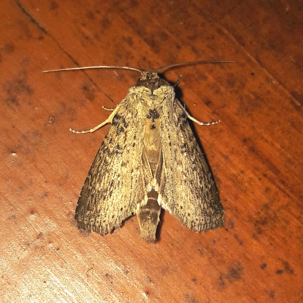 Lepasta lignistriata