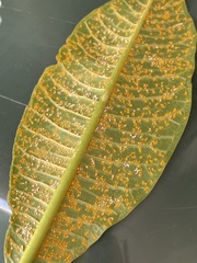 Coleosporium plumeriae