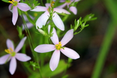 Sabatia brachiata