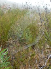 Argiope australis