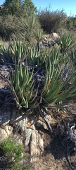 Agave pringlei