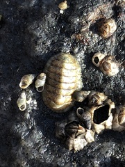 Lepidochitona cinerea