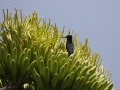 Eugenes fulgens