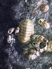 Lepidochitona cinerea