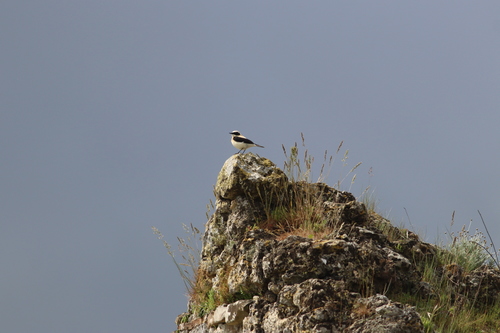 Eastern Black-eared Wheatear (Oenanthe melanoleuca), photo 9