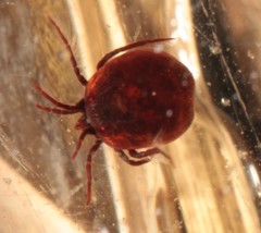 Hydrachnidae