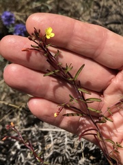 Camissonia strigulosa