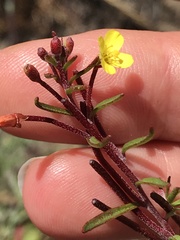 Camissonia strigulosa